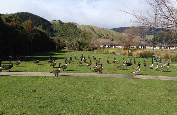 Park or wild goose habitat? NZ